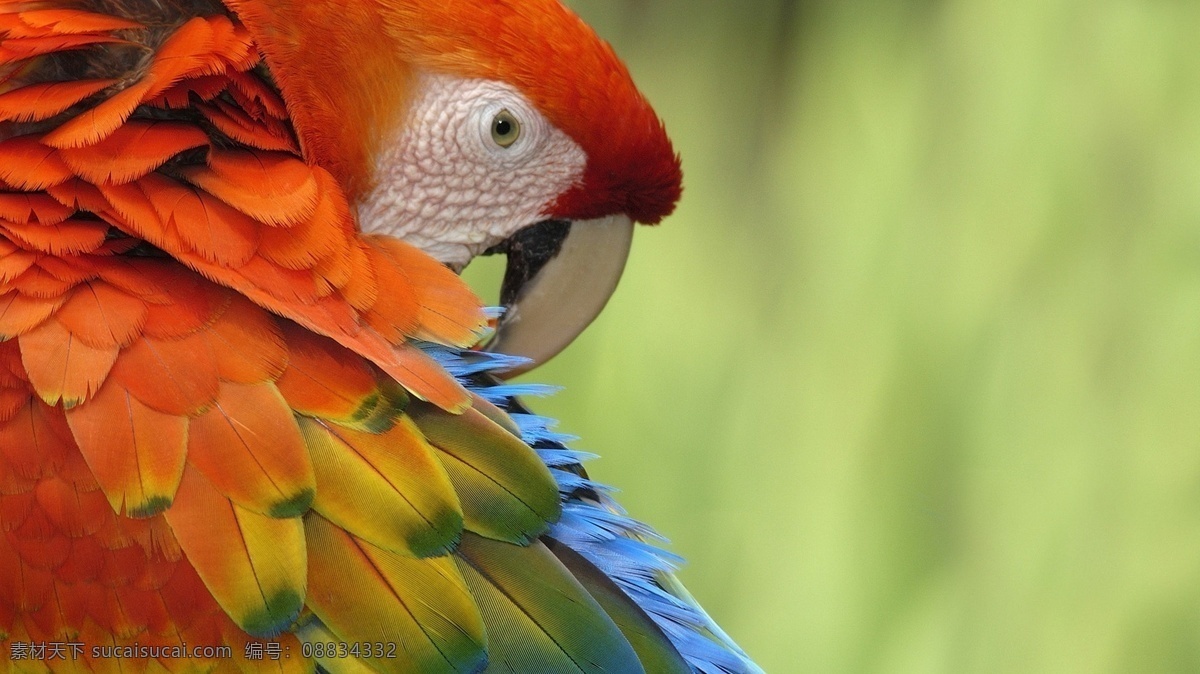 动物摄影图 动物世界 生物世界 鹦鹉 绿色 彩色鹦鹉 八哥 图片专辑 鸟类