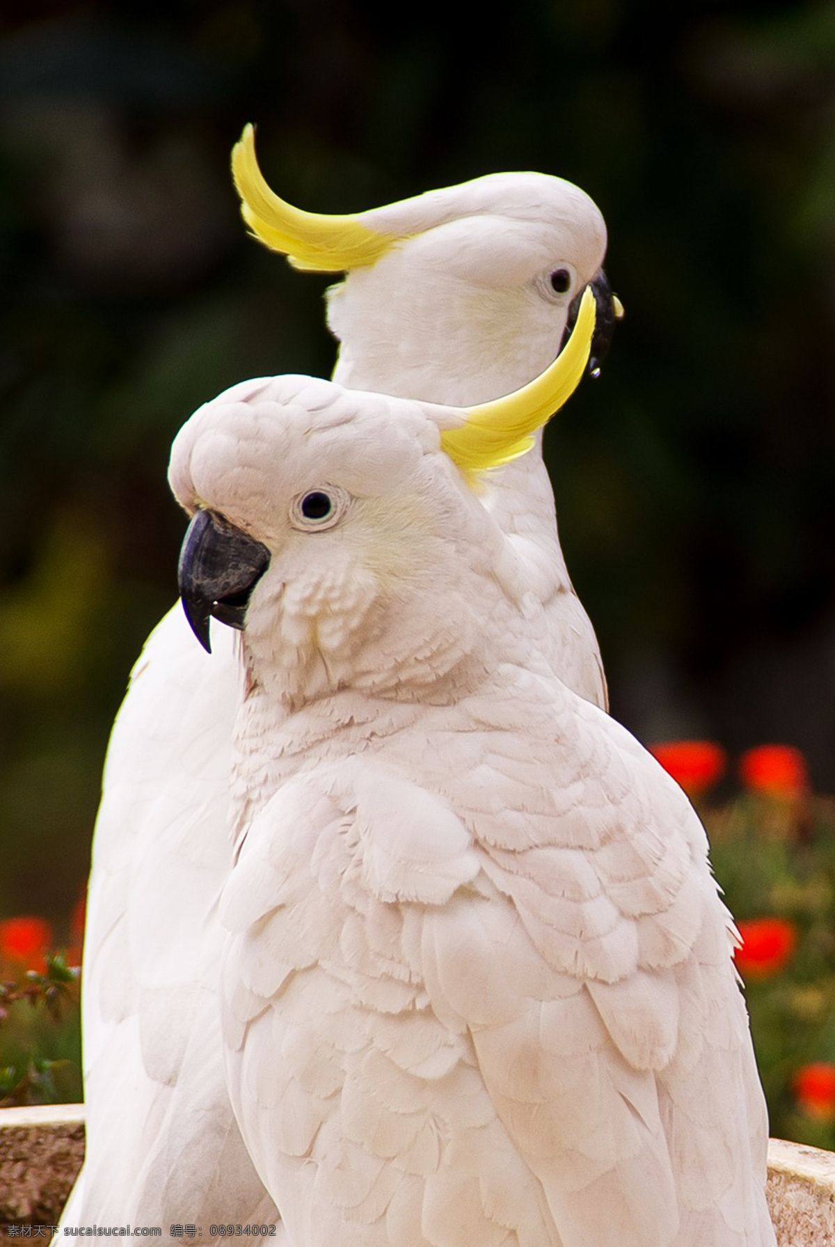 鹦哥 parrot 凤头鹦鹉 多彩羽毛 动物 鸟类 飞禽 宠物 羽毛艳丽