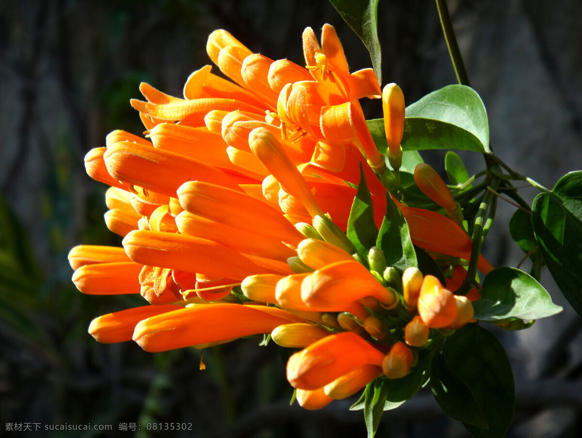 特写炮仗花 炮仗花 红花绿叶 盛开 景观植物 生态 花墙 观赏 花草 生物世界