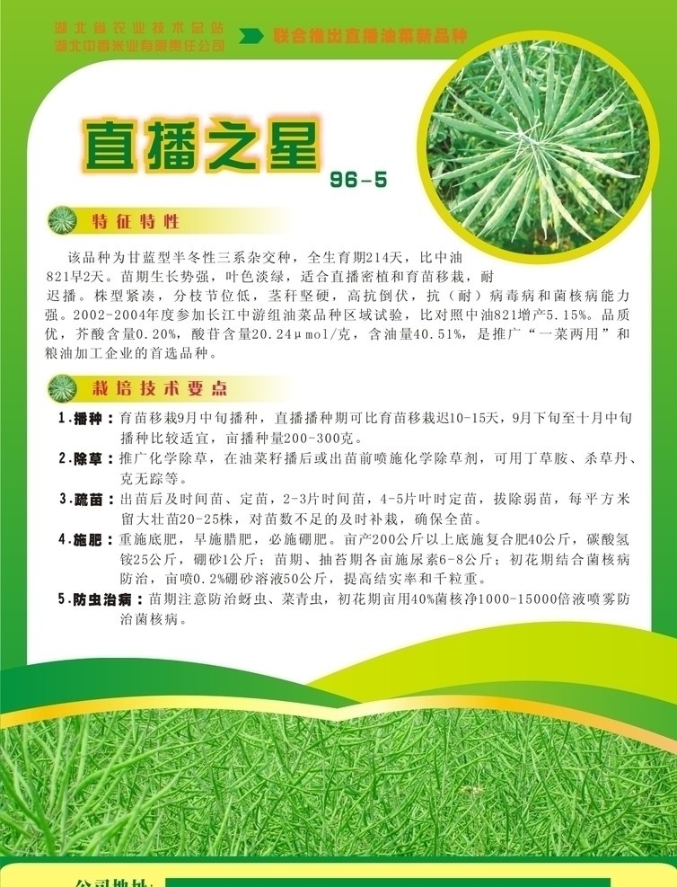 油菜 种子 宣传单 dm单 矢量图 矢量 种子包装 包装袋 包装设计 油滴 水滴 卡通 吉祥物 绿色 单页