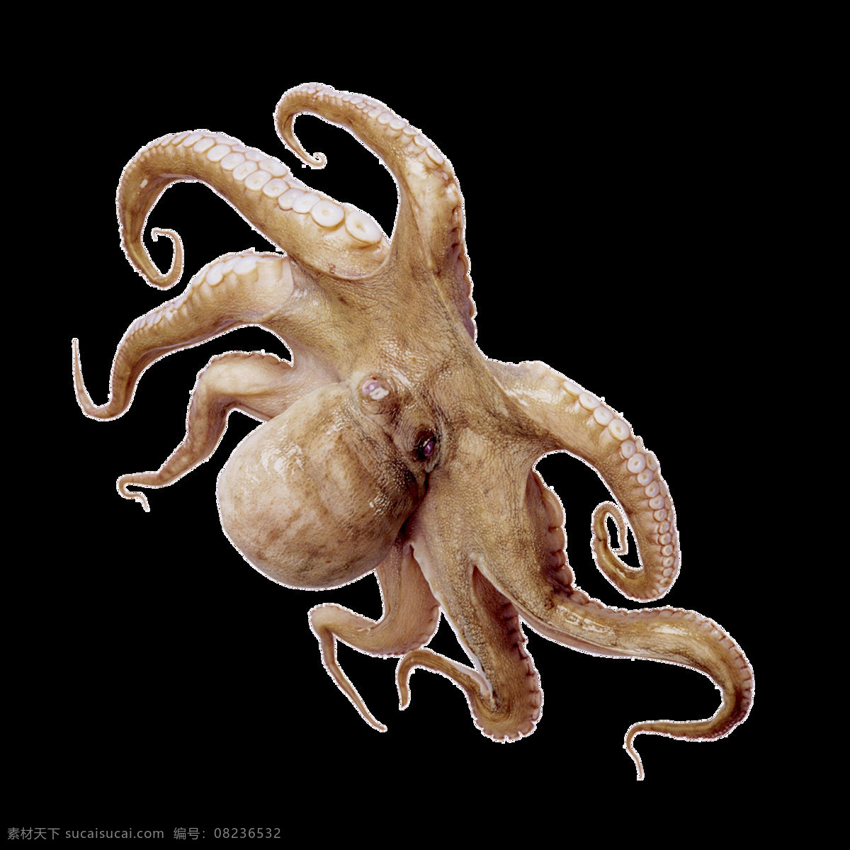 唯美 实物 海洋生物 写实 鱿鱼 真实 形象