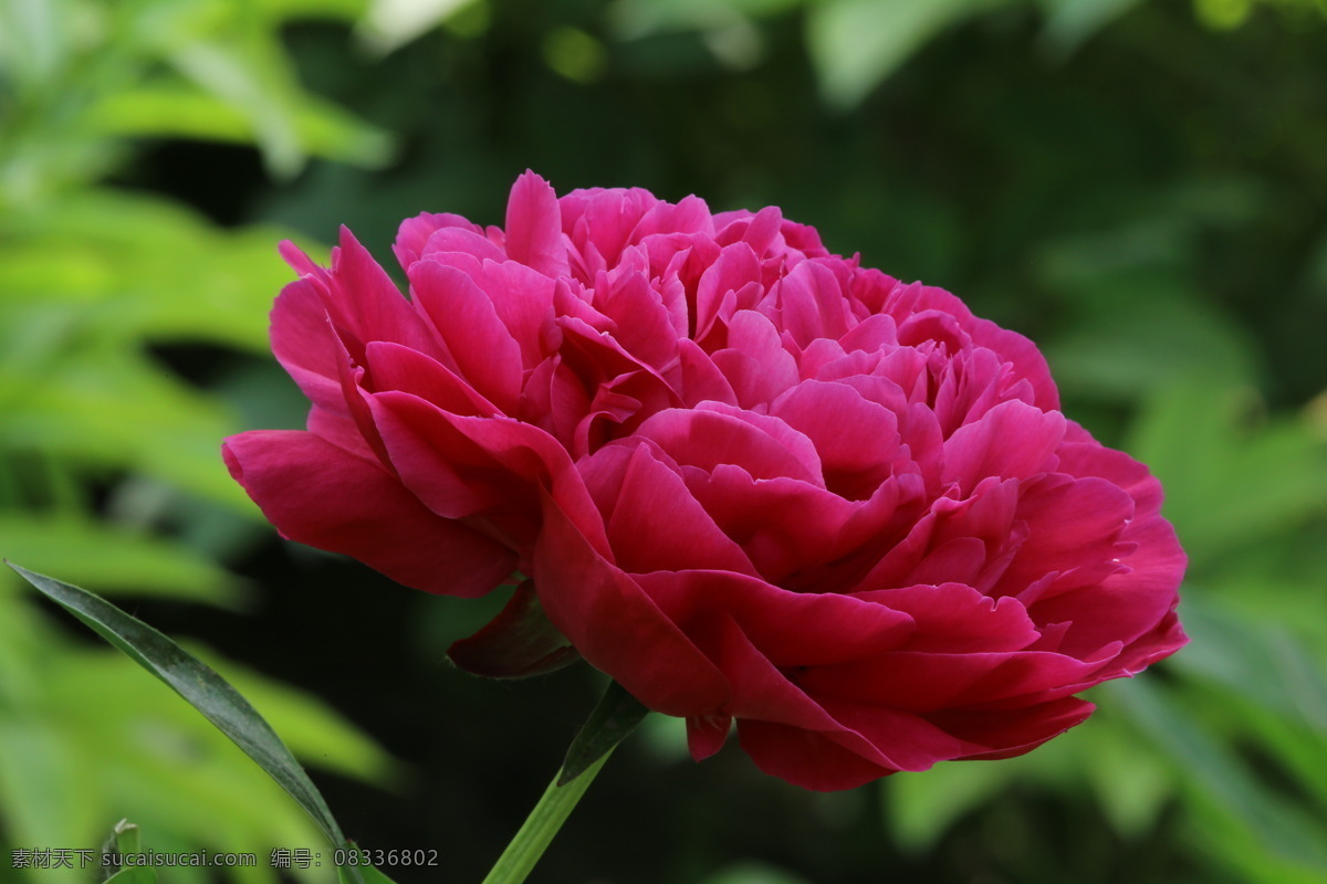 芍药花 芍药 将离 离草 花卉 花儿 花骨朵 花草 植物 园林绿化 绿化景观 花朵 花蕊 芍药牡丹 生物世界