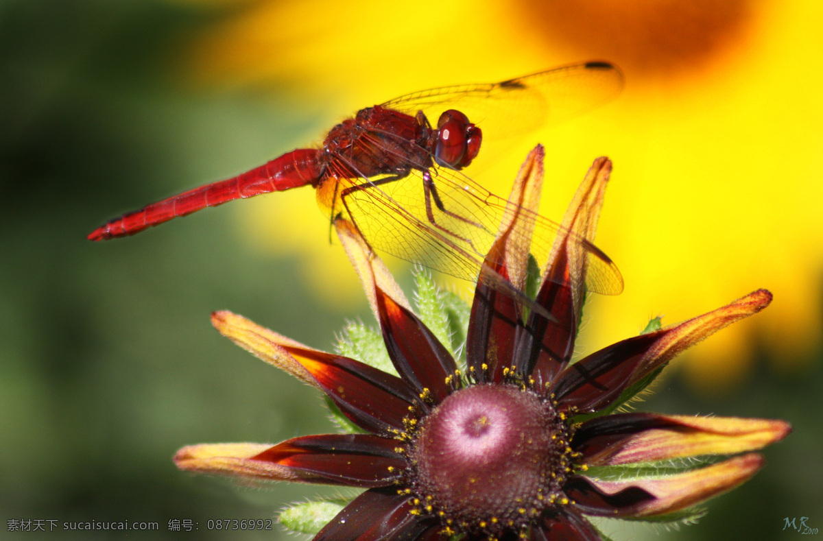花上的红蜻蜓