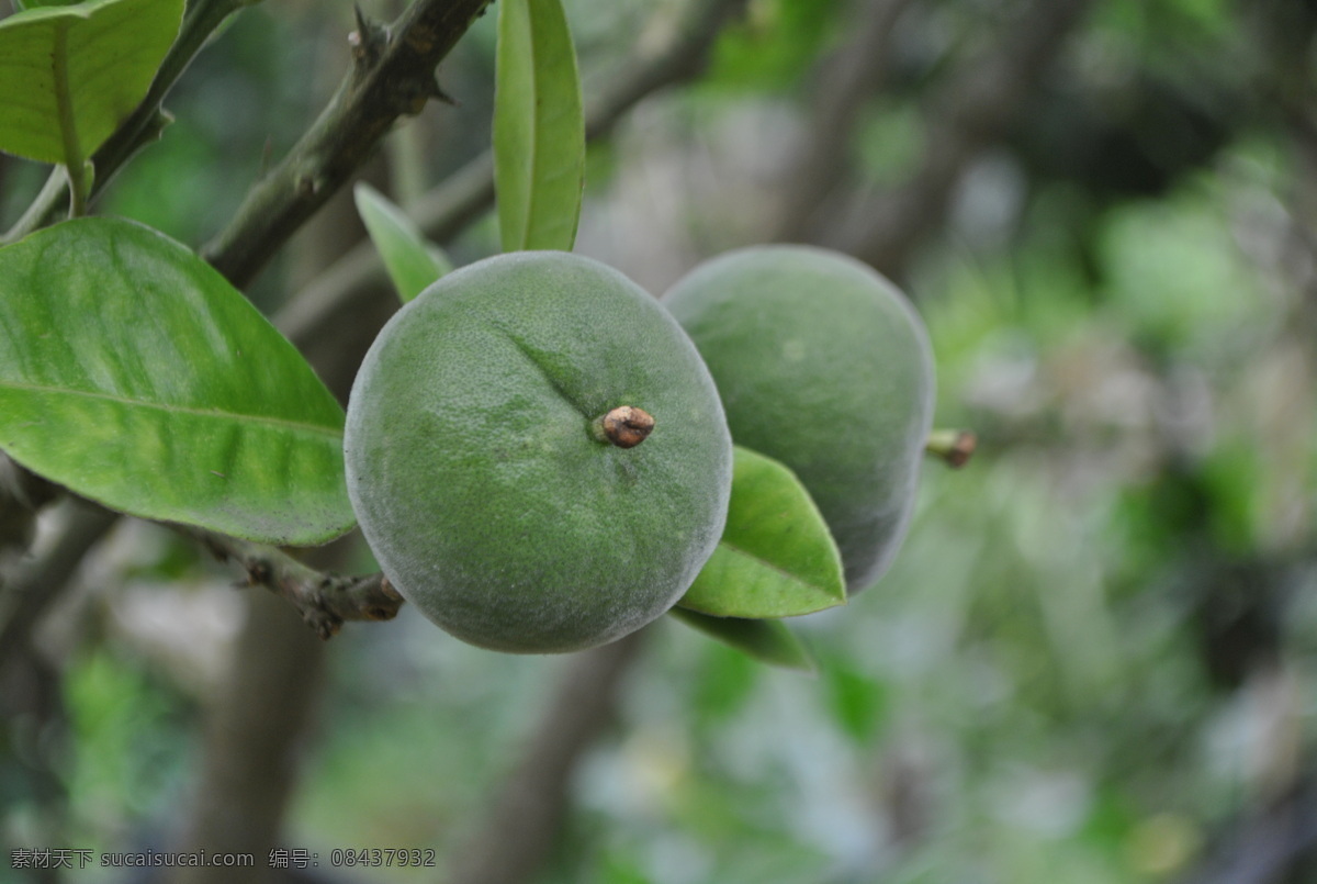 初夏 化州 橘红 绿色 树枝 生物世界 水果 灰色