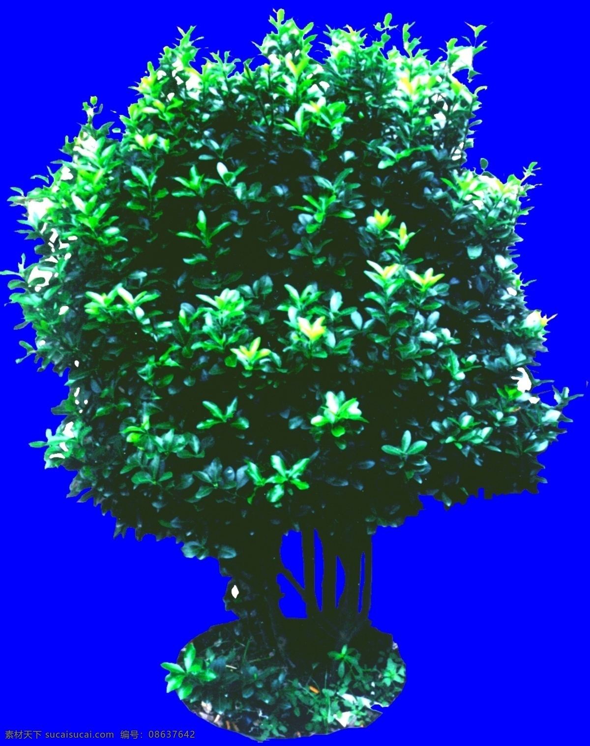 灌木 效果图 植物 配景 园林植物 配景素材 园林 建筑装饰 设计素材 3d模型素材 室内场景模型