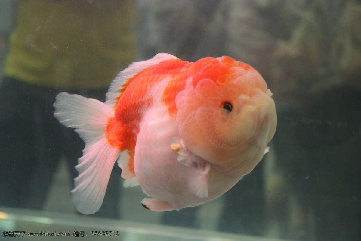 红 白兰 寿 彀桌际 生物世界