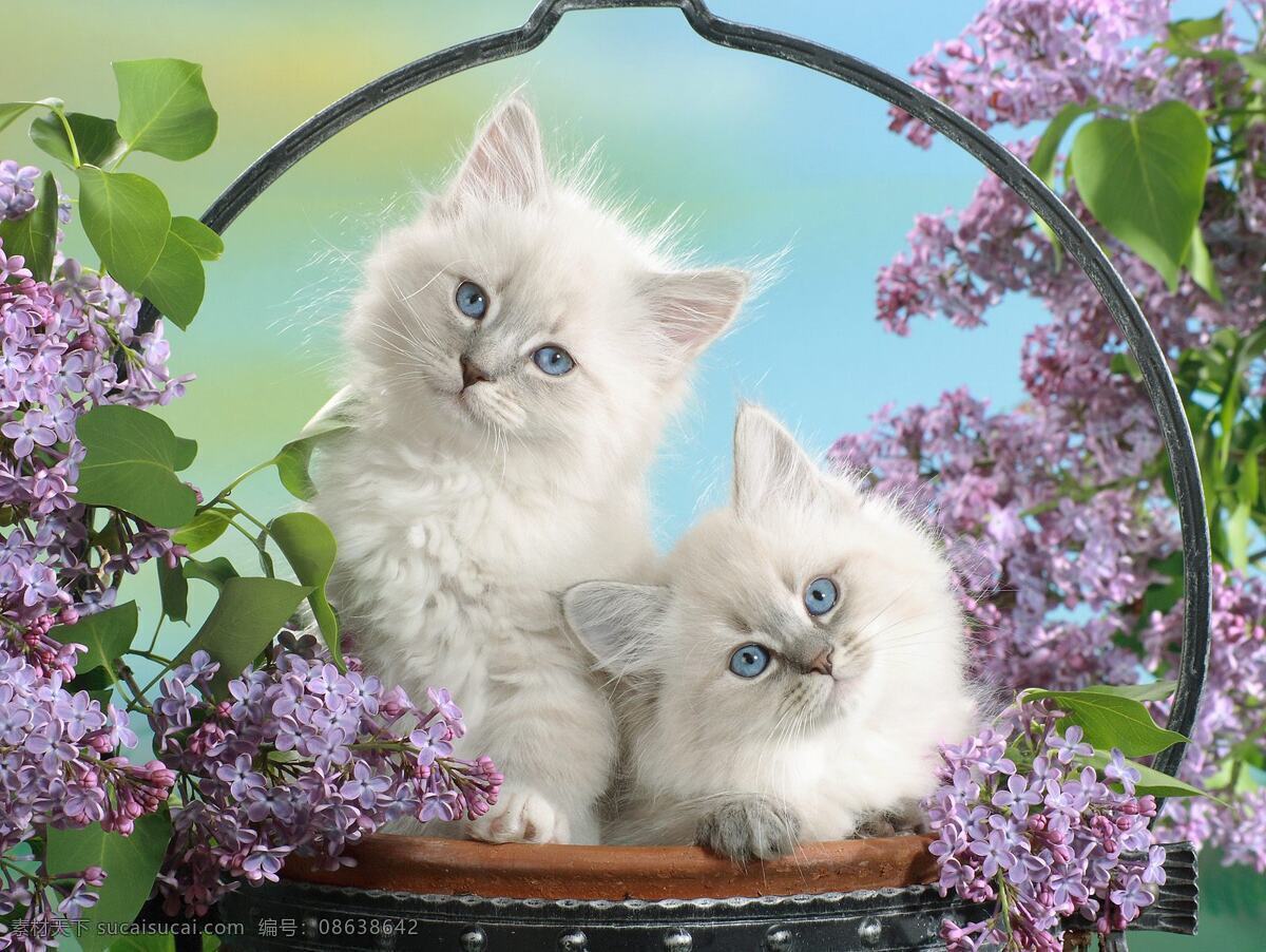 花篮 中 小 猫咪 花瓣 花草 花朵 花叶 两只猫 紫色的花 玩耍的猫 生物世界