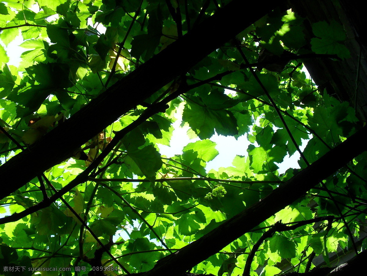 阳光 下 葡萄架 树木 青葡萄 葡萄树 树叶 植物摄影 高清摄影 摄影素材 生物世界 树木树叶