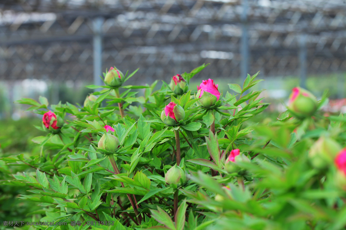 生机无限 牡丹花 花蕾 生机勃勃 国花牡丹 系列 花草 生物世界