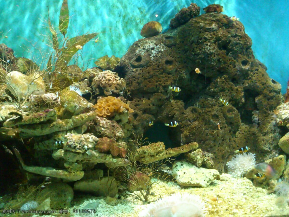 海洋 鱼 景 海洋馆 海洋生物 生物世界 鱼类 洋鱼景 珊瑚礁