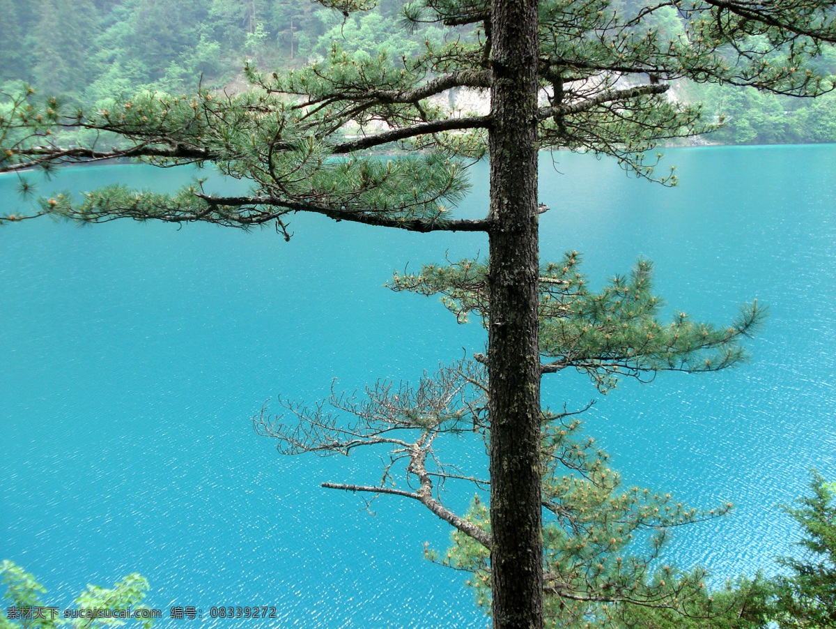 树免费下载 风景 绿色 山水风景 摄影图 树 植物 自然景观 水 家居装饰素材 山水风景画