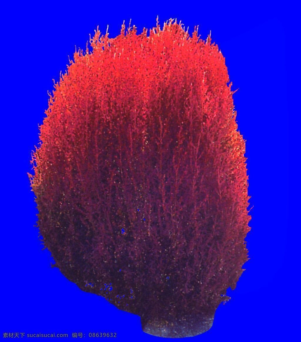 灌木 植物 贴图素材 建筑装饰 2015 设计素材 蓝色