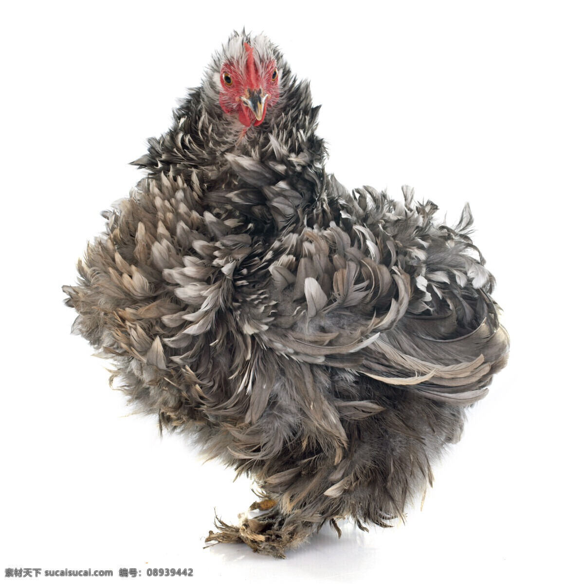 羽毛 卷曲 母鸡 家禽 动物世界 动物摄影 陆地动物 生物世界