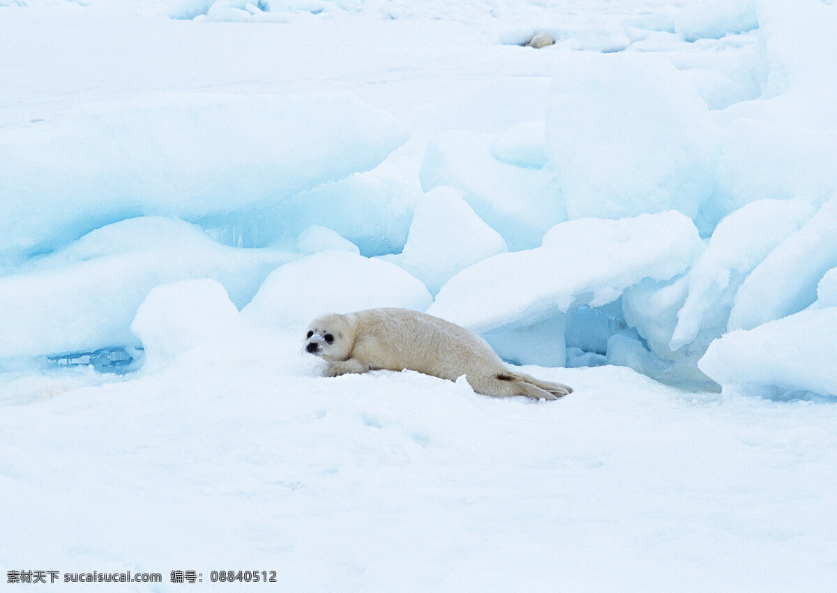 冰川 上 海豹 动物世界 生物世界 南极 雪地 水中生物