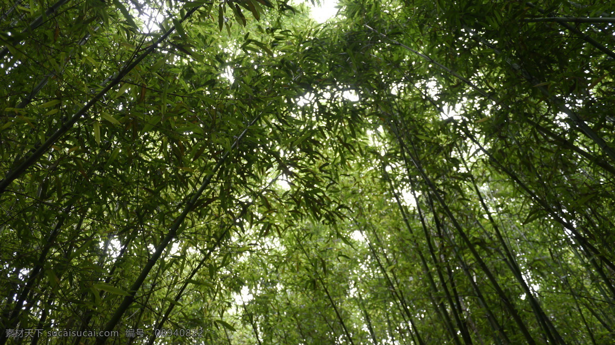 竹叶 翠竹 生物世界 树木树叶 竹 竹海 竹林 竹干 矢量图 日常生活