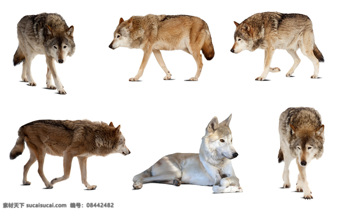 各种 狼 各种狼摄影 狼摄影 动物 动物世界 陆地动物 野生动物 生物世界
