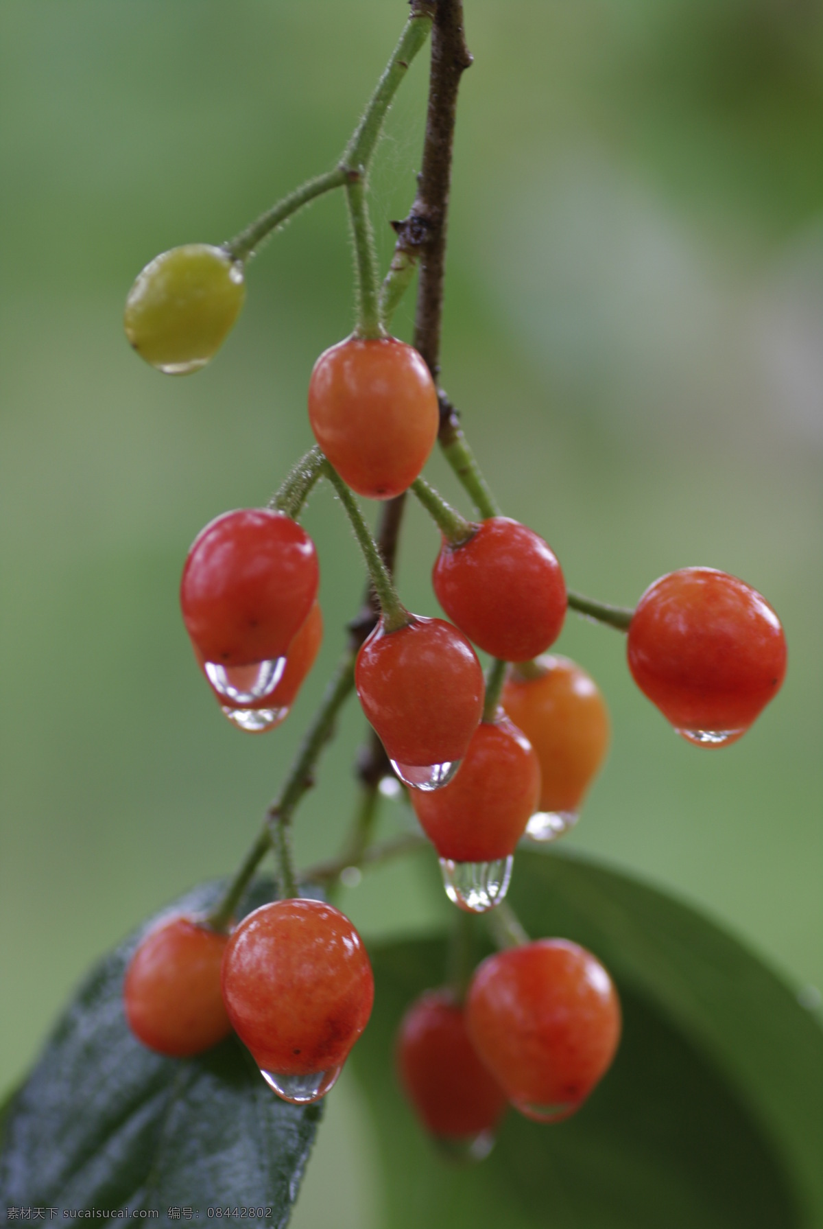 花 樱桃 一串樱桃 雨水 露水 灰色