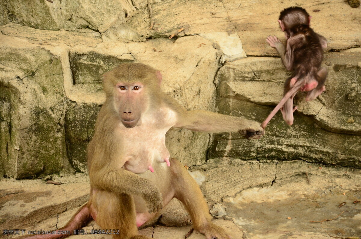 可爱猴子母子 可爱猴子 猴子母子 搞笑动物 亲情 猴子尾巴 生物世界 野生动物