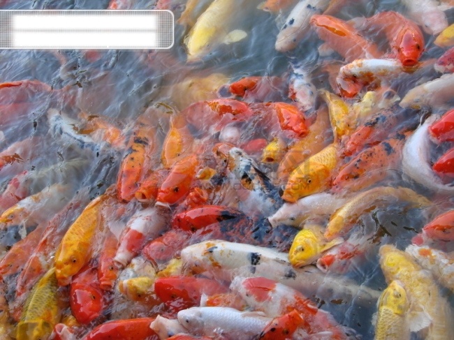 年年 鱼 金鱼 鲤鱼 多姿多彩 锦鲤 生物世界