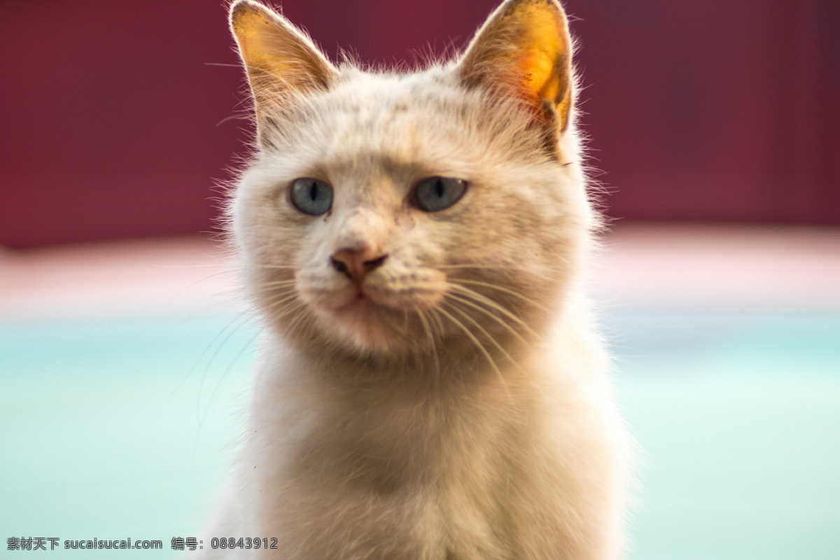 白猫 家猫 土猫 小土猫 中华田园猫 动物 老鼠 可爱 萌 生物世界 家禽家畜