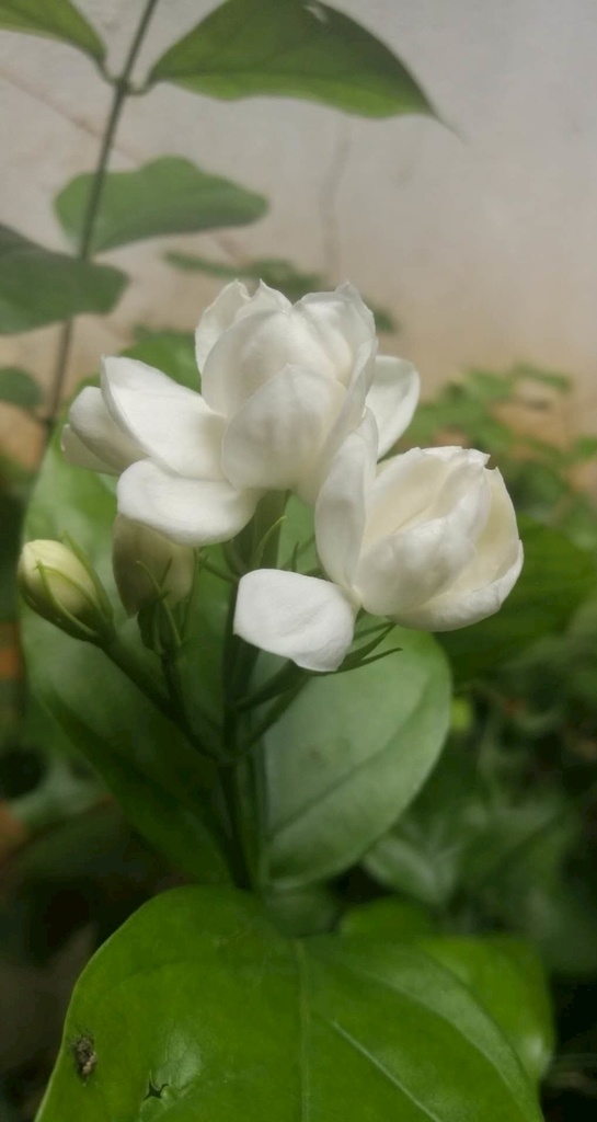 茉莉花 香飘万家 花 花香 茉莉 自然景观 自然风景