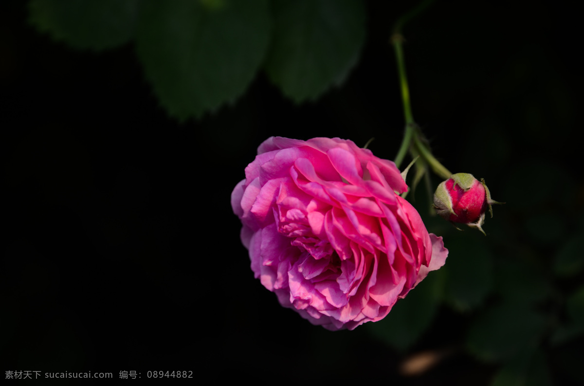 蔷薇 玫瑰 月季 夏 夏天 花 公园 花草 生物世界