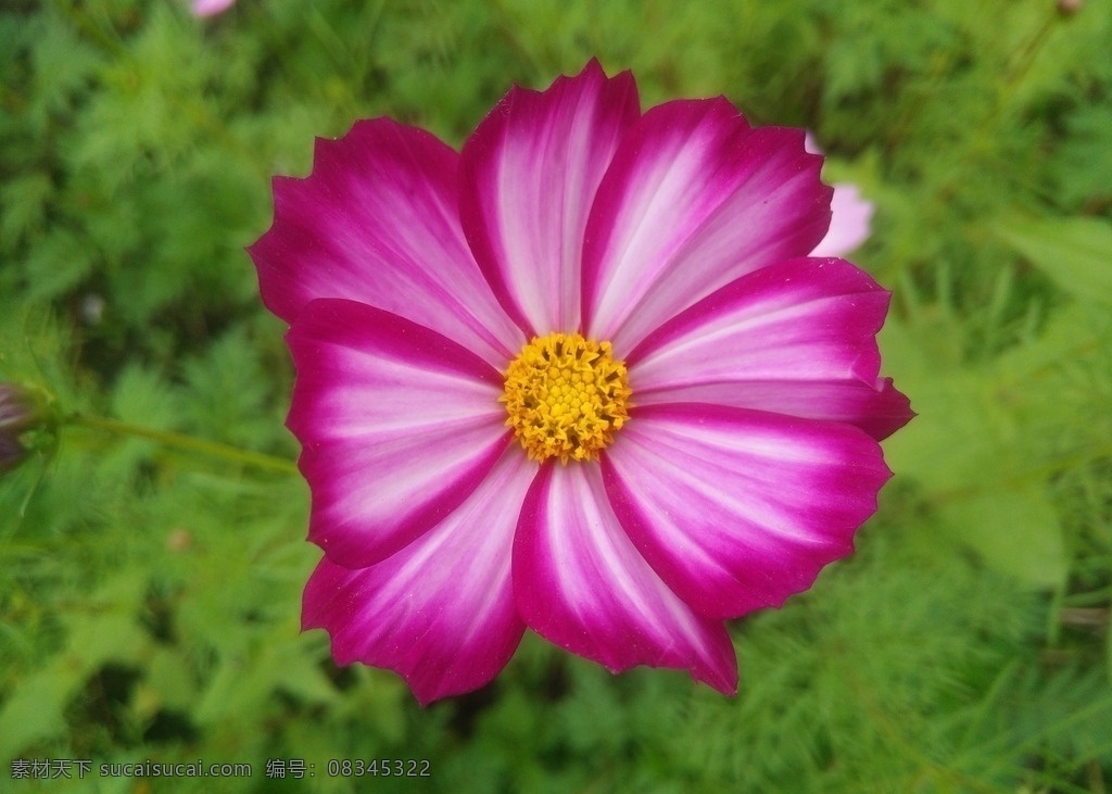 秋英 张大人花 大波斯菊 秋樱 格桑花 八瓣梅 扫帚梅 生物世界 花草