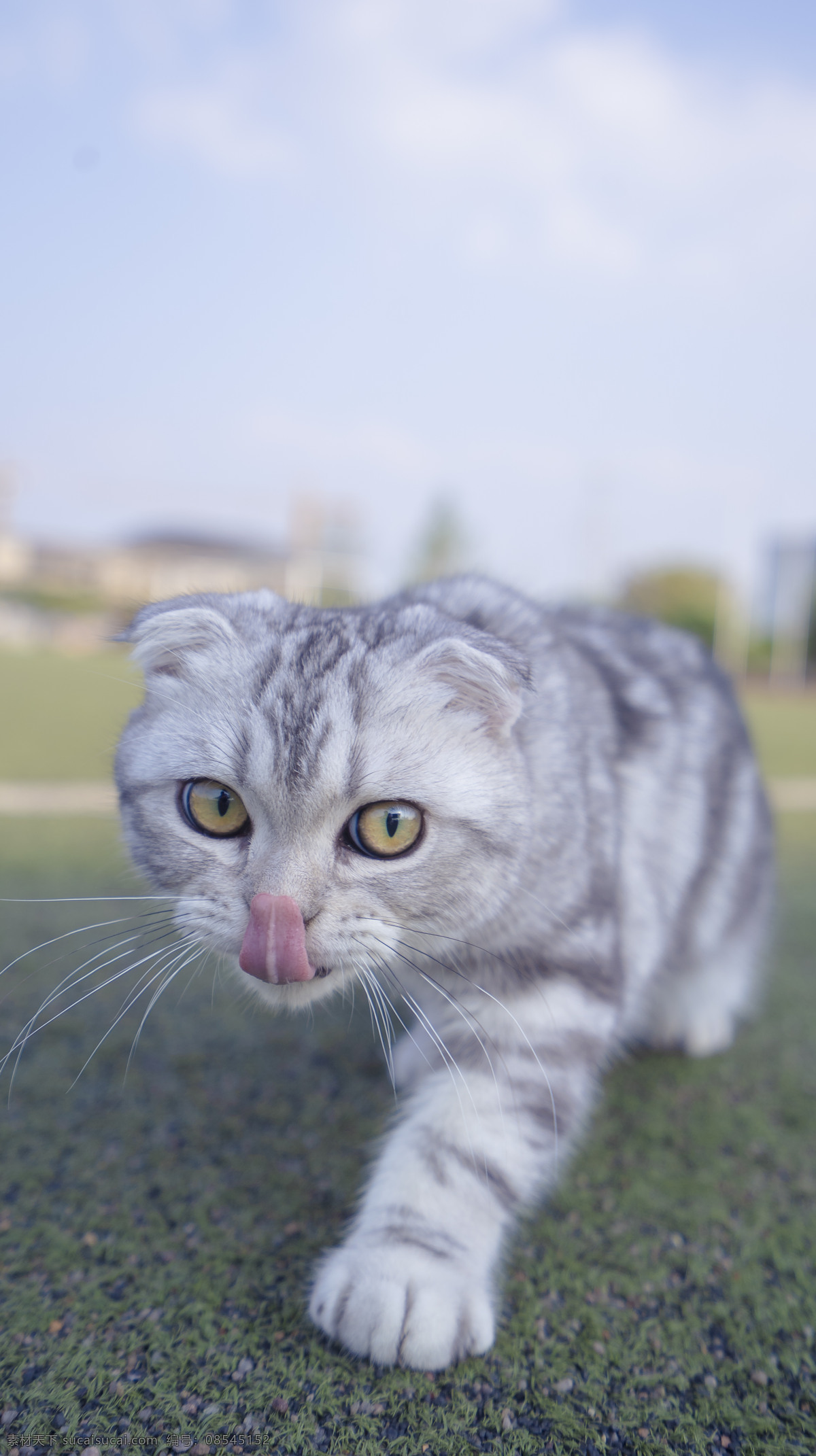 可爱 英 短小 猫咪 猫猫 银间层 蓝天 白云 操场 商业