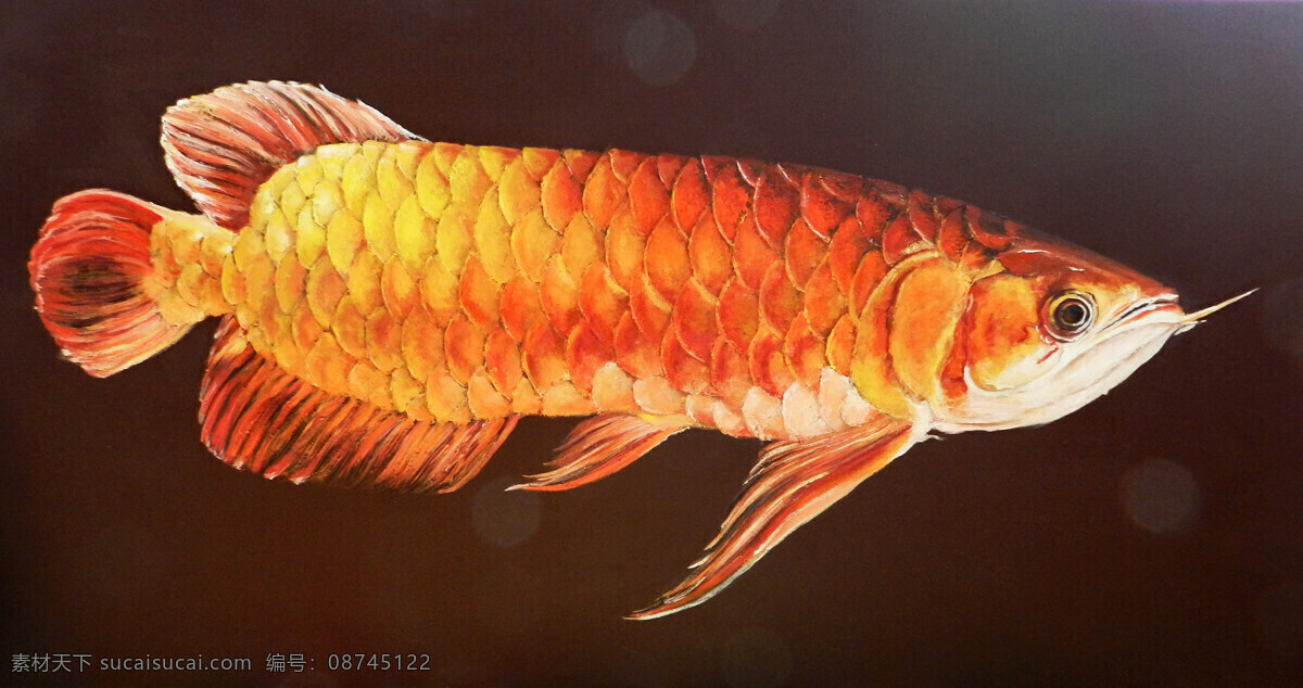 金龙鱼 大金龙 红龙鱼 小金龙 水族馆 水族 鱼缸 龙鱼 生物世界 鱼类
