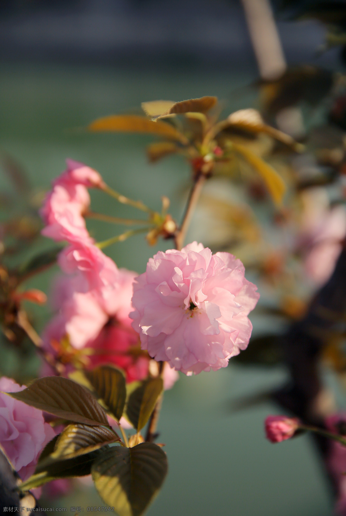 春意桃花 春天 桃花 花卉 花 花朵 花蕊 春意 生机勃勃 百花盛开 花瓣 生物世界 花草