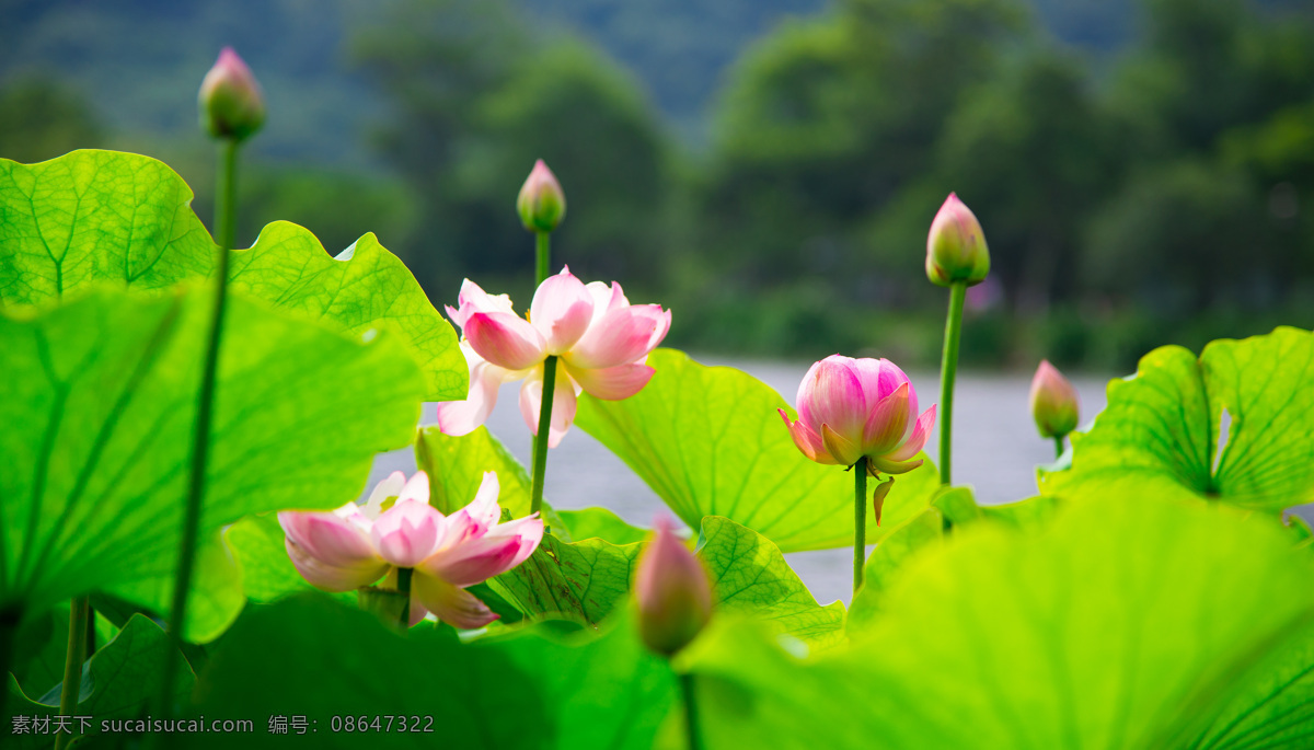 荷花 夏天 西湖 西湖荷花 花 春天 生物世界 花草