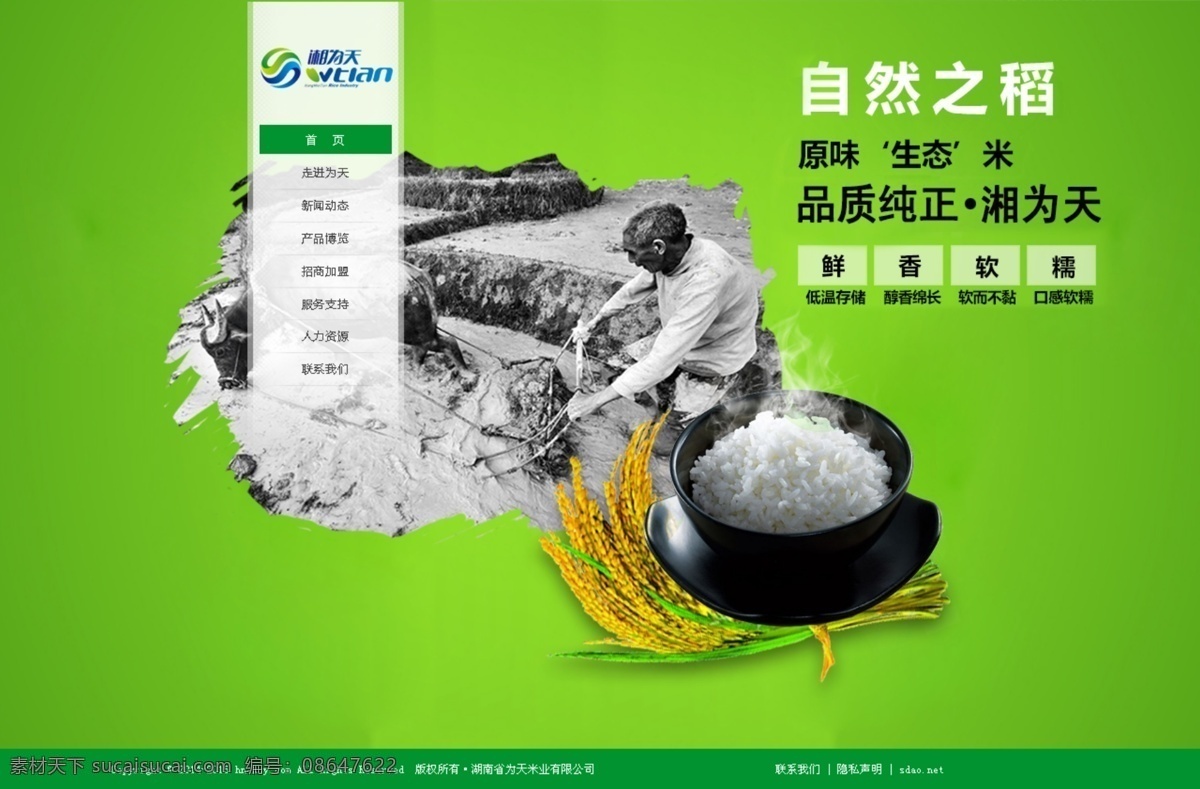 大米 网页 稻穗 耕种 绿色 米饭 生态 网站 首页 米业 原创设计 原创网页设计