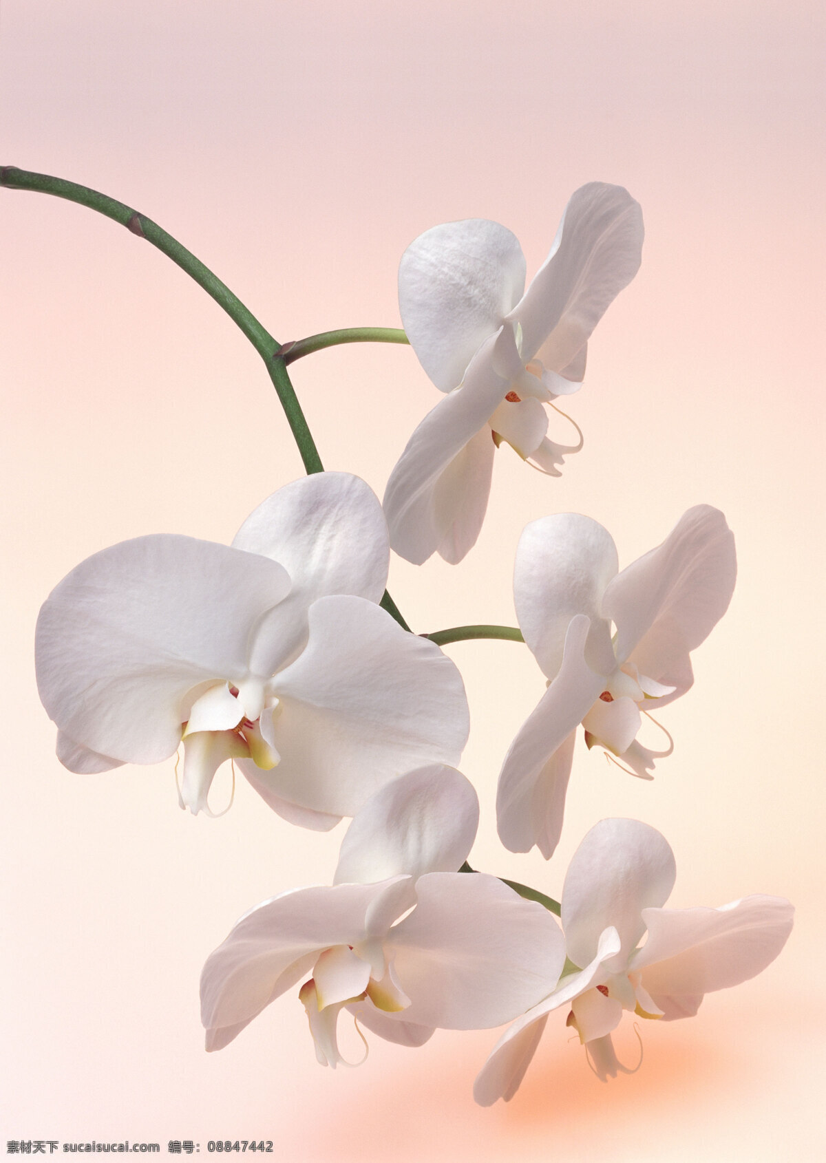 高清 花卉 图 生物世界