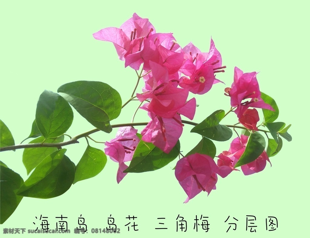 三角梅 三亚花 海南省花 海南花 三角 底纹边框 花边花纹