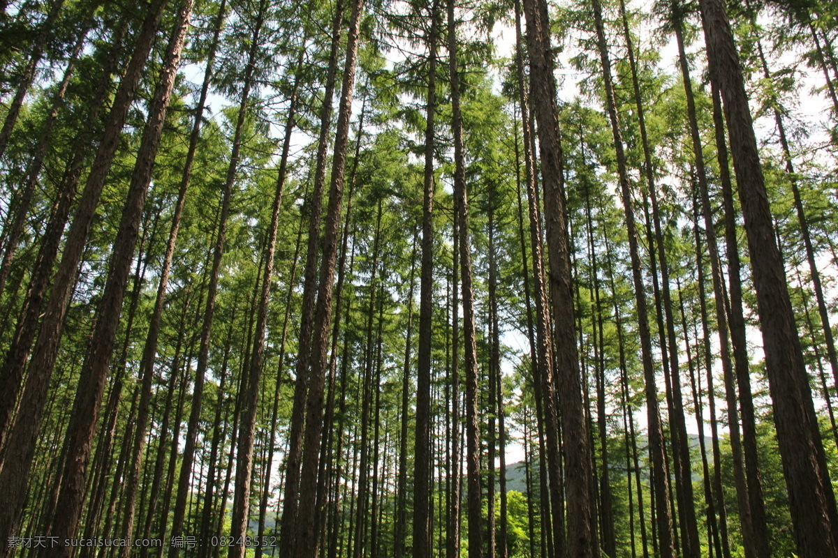 松树林 松林 森林 大山 松树 自然 自然风景 自然景观