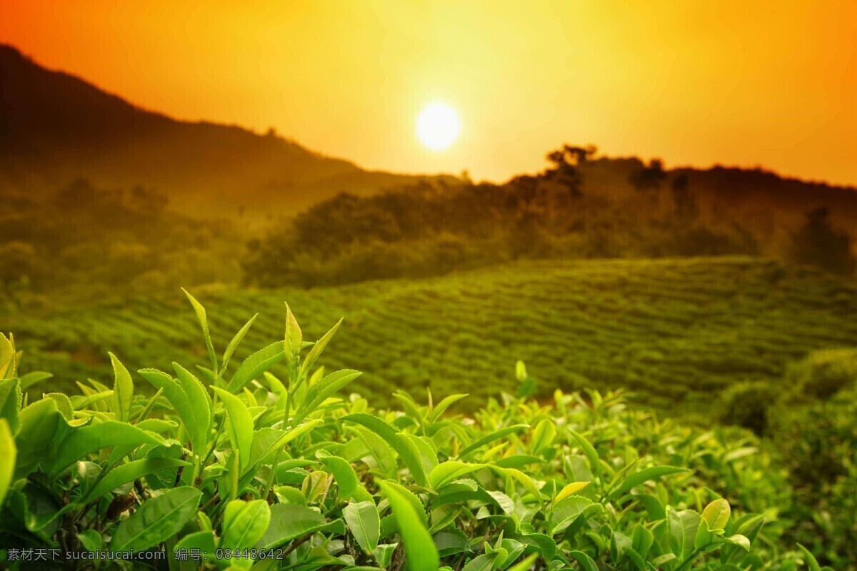 茶园图片 茶园 采茶 茶山 生态茶园 有机茶园 新茶 绿茶 自然景观 自然风景