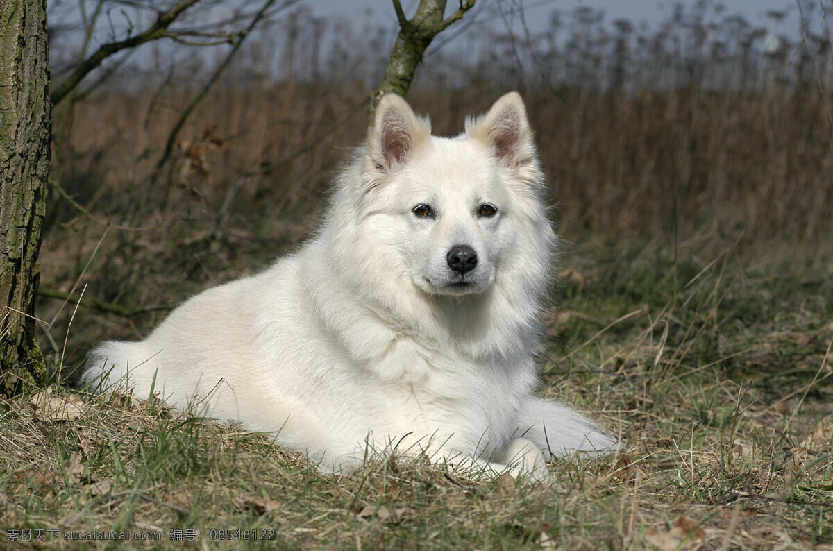 白色狗狗 宠物 可爱小狗 名贵 犬种 动物世界 宠物摄影 陆地动物 生物世界 狗 黑色