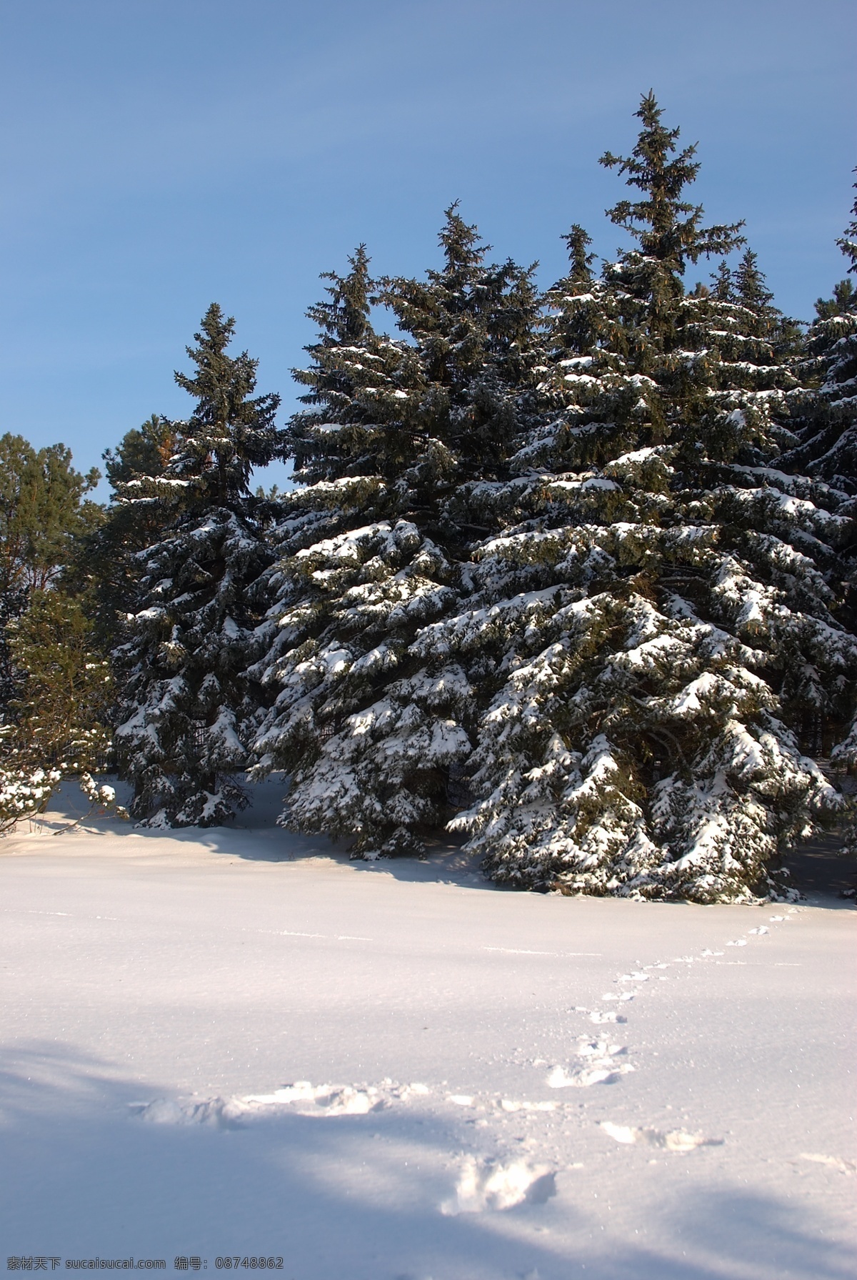 冬天雪景 冬季 美丽风景 美丽雪景 白雪 积雪 风景摄影 树木 树林 雪地 自然风景 自然景观 黑色