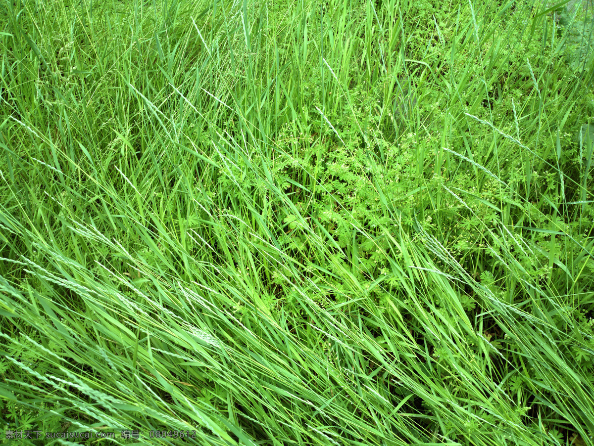 风吹 草地 绿油油 青草地 植物 背景 山水风景 风景图片
