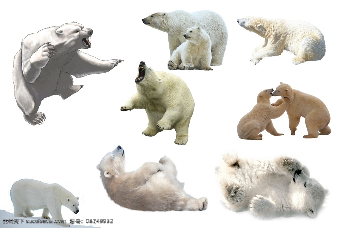 透明素材 png抠图 bear 熊 白熊 北极 狗熊 冰天雪地 北极熊海报 动物保护区 保护北极熊 动物园 非 原创 透明 合 辑 分层