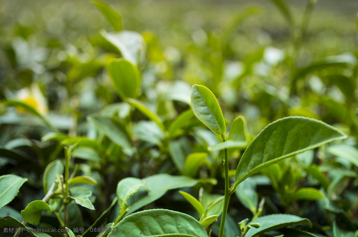 嫩绿的茶叶 花茶 植物茶 茶叶 普洱茶 梯田茶园 自然风景 自然景观 黑色
