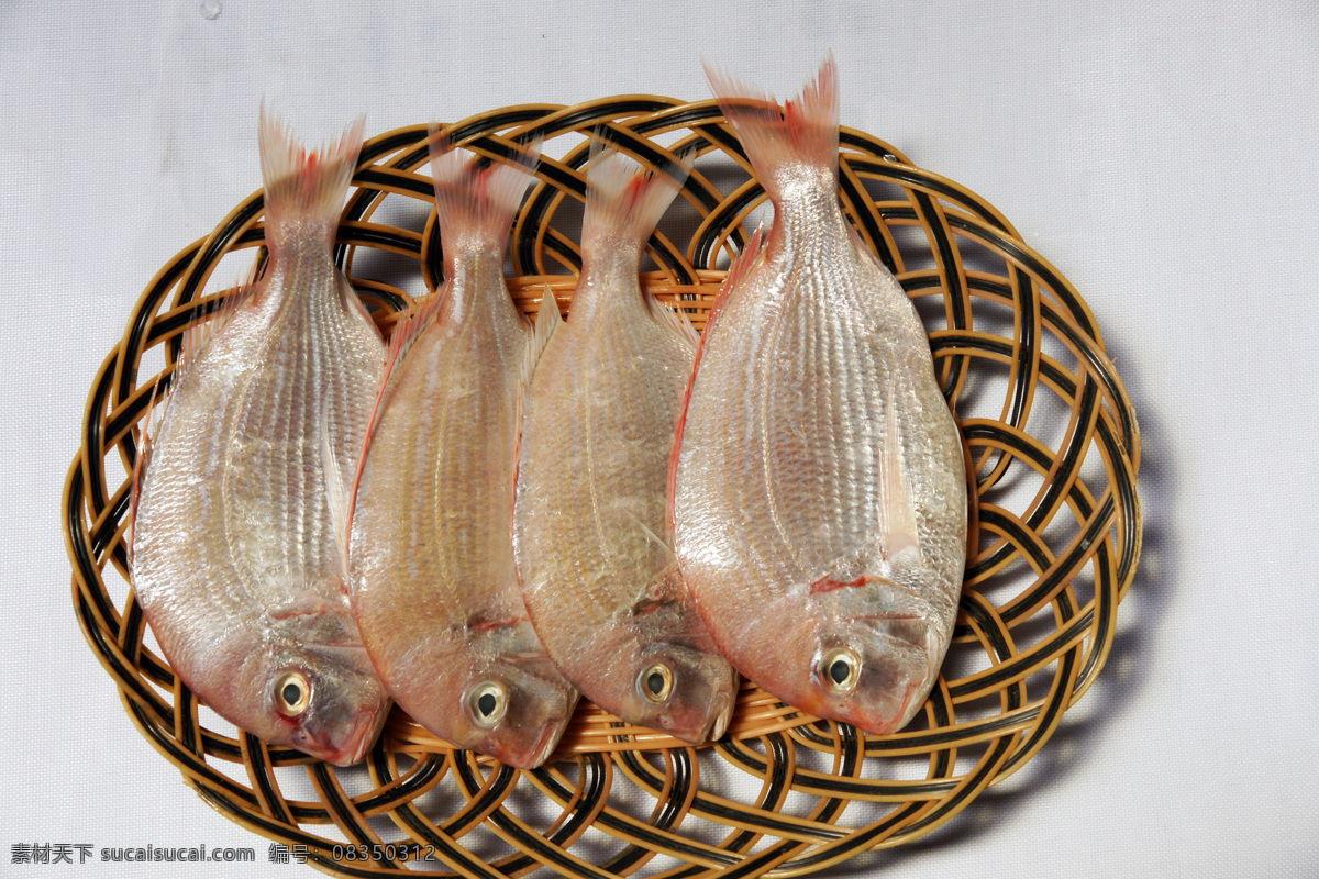 加吉鱼 天然食品 新鲜鲷鱼 肉质鲜嫩 营养美味 品质保障 绿色健康 生物世界 鱼类