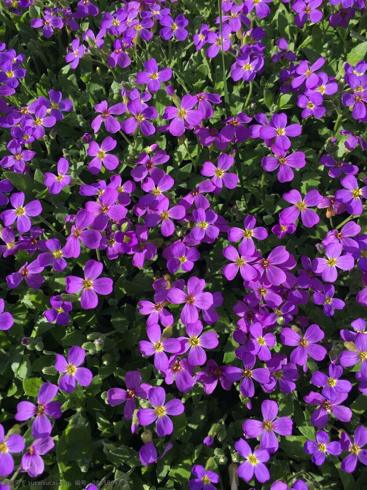紫罗兰色花朵 紫罗兰色 紫色 紫色花 紫色野花 紫色小花 紫色花朵 鲜花 花海 植物 生物世界 花卉 花朵 小花 花瓣 小清新 清新 野花 花丛 花草