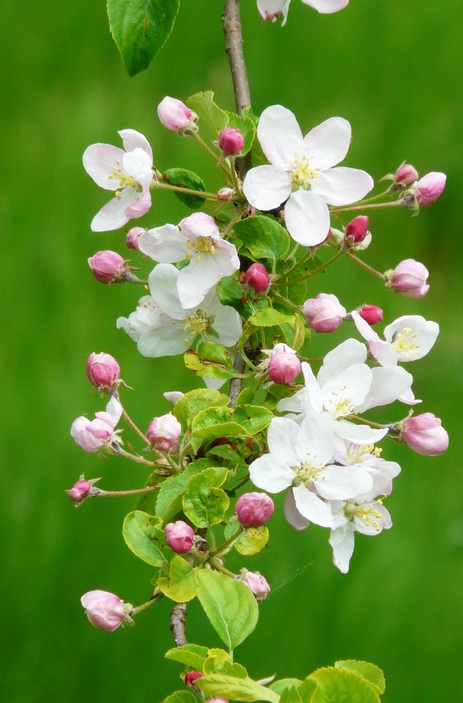 海棠 malus spectabilis 重瓣白海棠花 重瓣粉红海棠 西府海棠 垂丝海棠 爬地海棠 贴梗海棠 四季秋海棠 东洋锦海棠