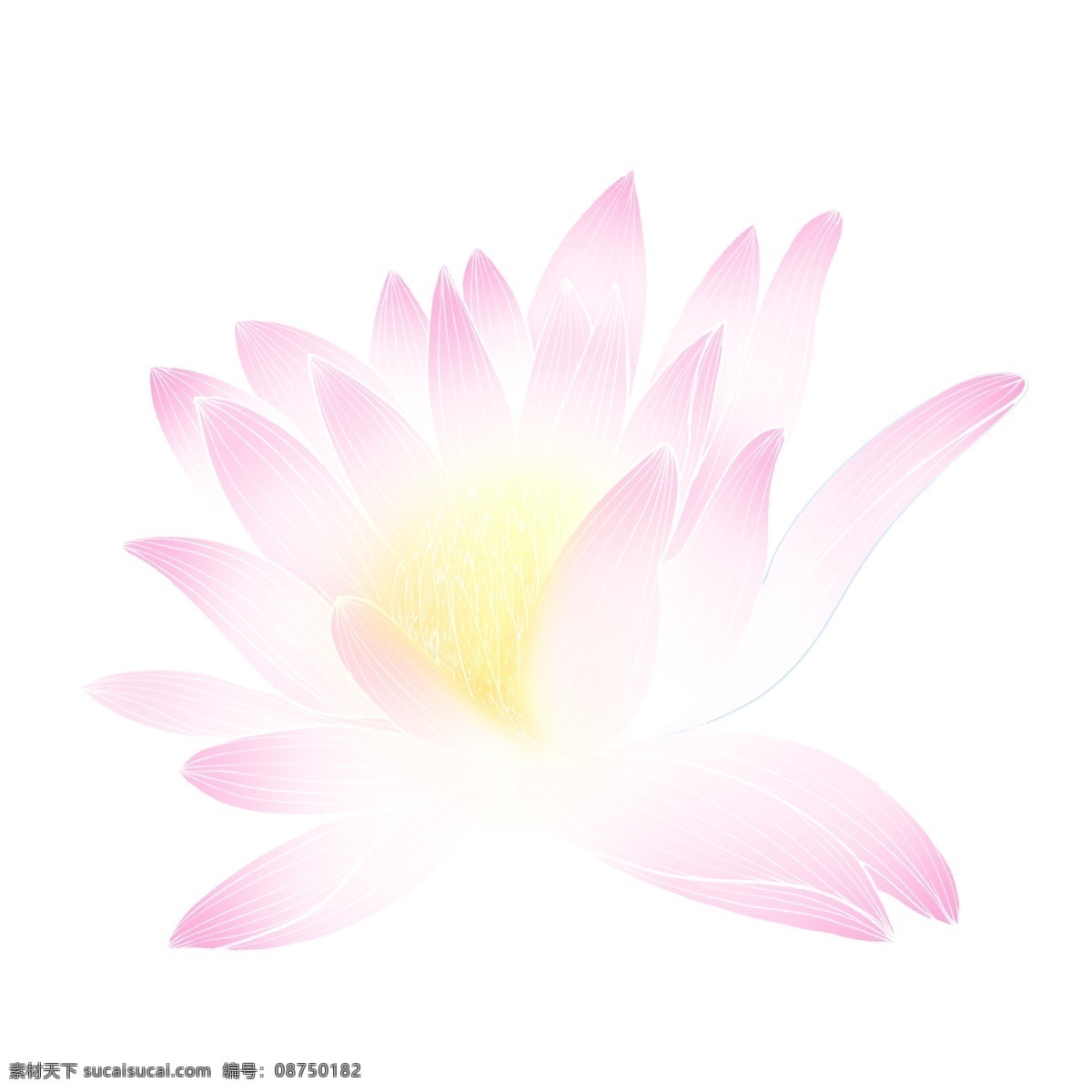 透明 质感 睡莲 插画 元素 透明质感 创意 植物 花卉 莲花