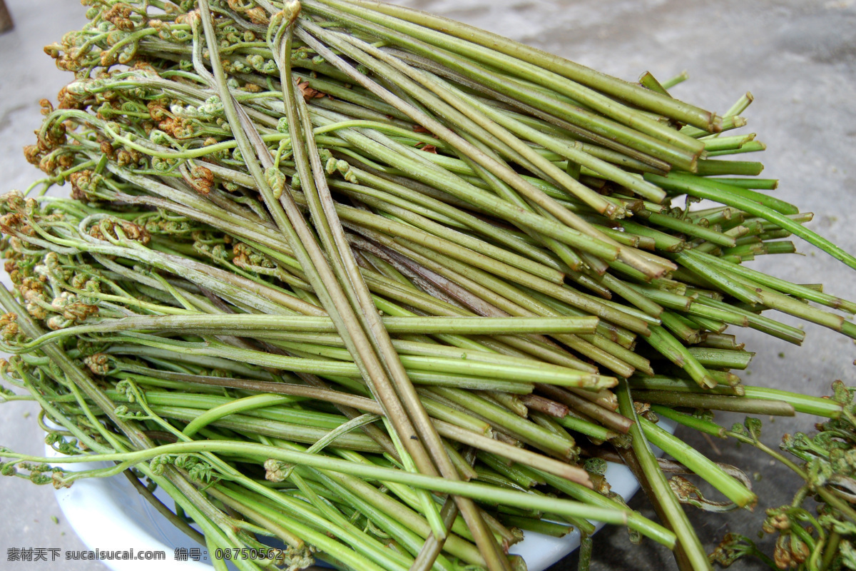 蕨苗 野生蕨苗 鄂东野菜蕨苗 蔬菜 生物世界