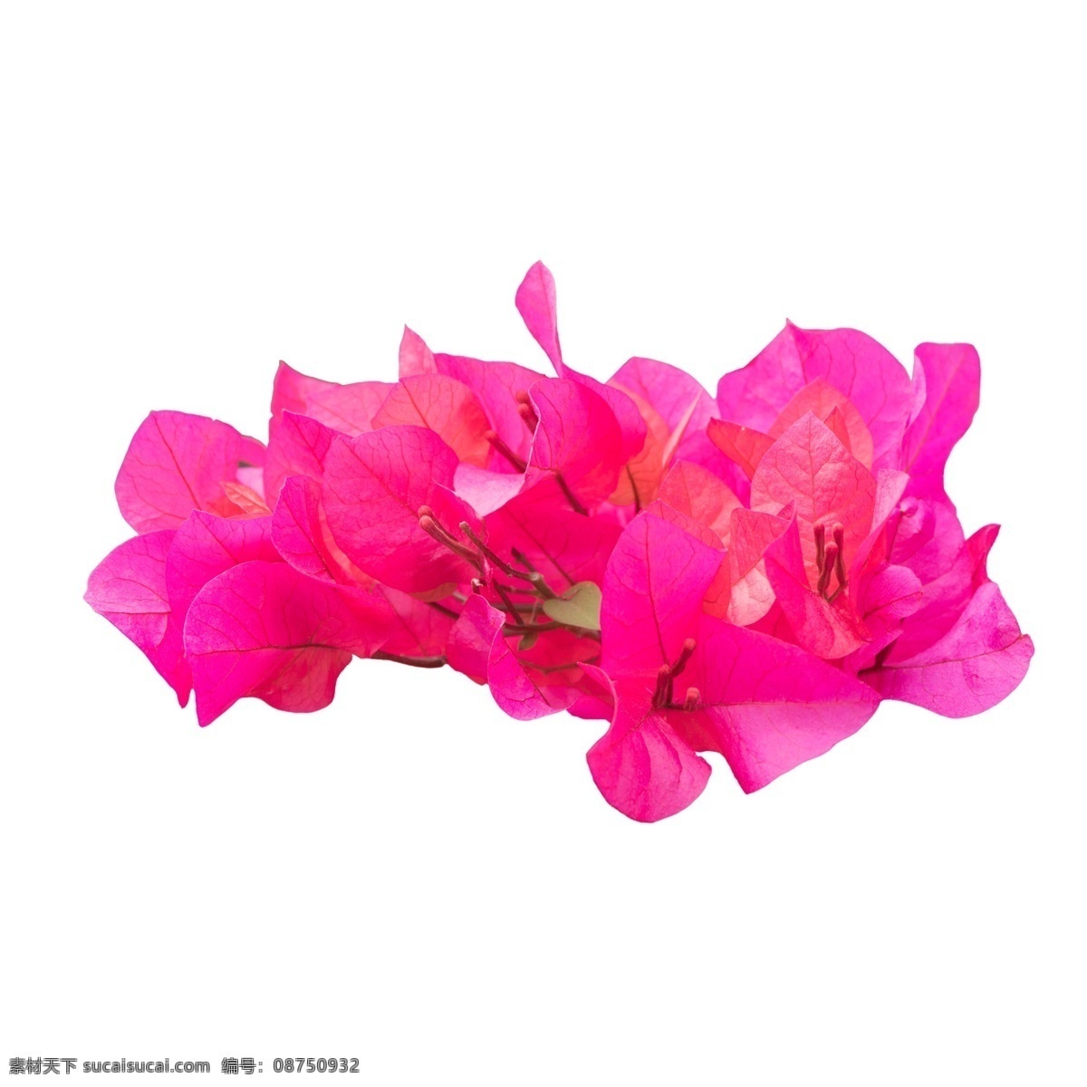 春天 粉色 鲜花 美丽花朵 粉色鲜花 鲜花花蕊 粉色花朵 卡通插图 创意卡通下载 插图 png图下载