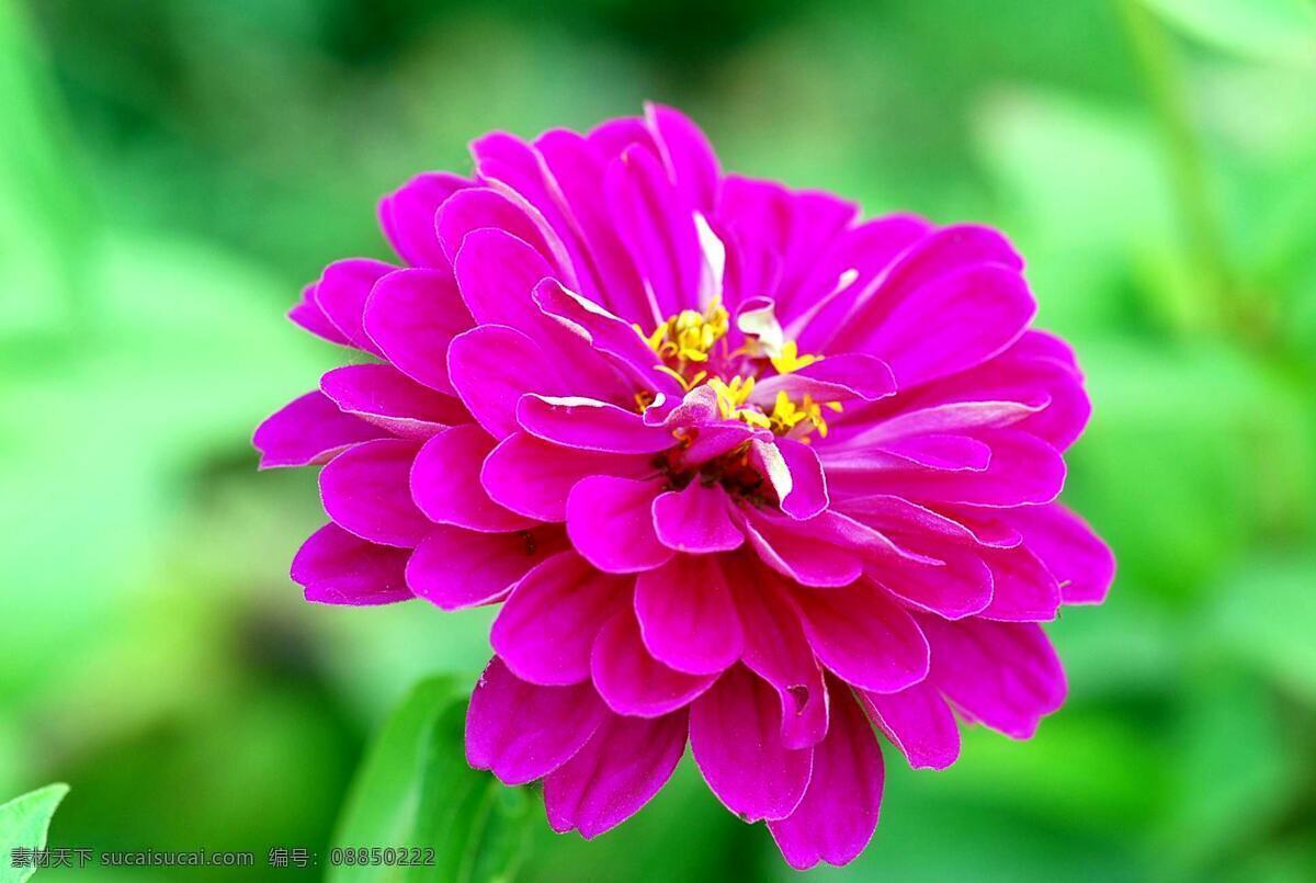 玫 红色 非洲菊 高清 菊花 花卉 花朵 花草 植物