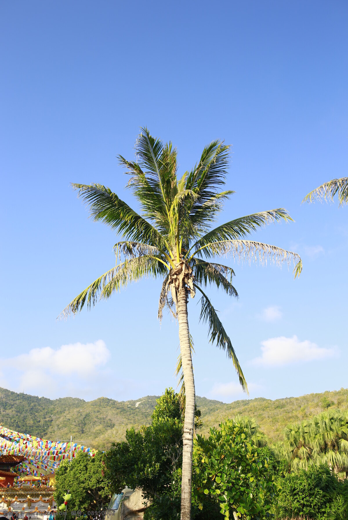 海南椰子树 海南 椰子树 蓝天 绿色 树 山 自然景观 山水风景 蓝色