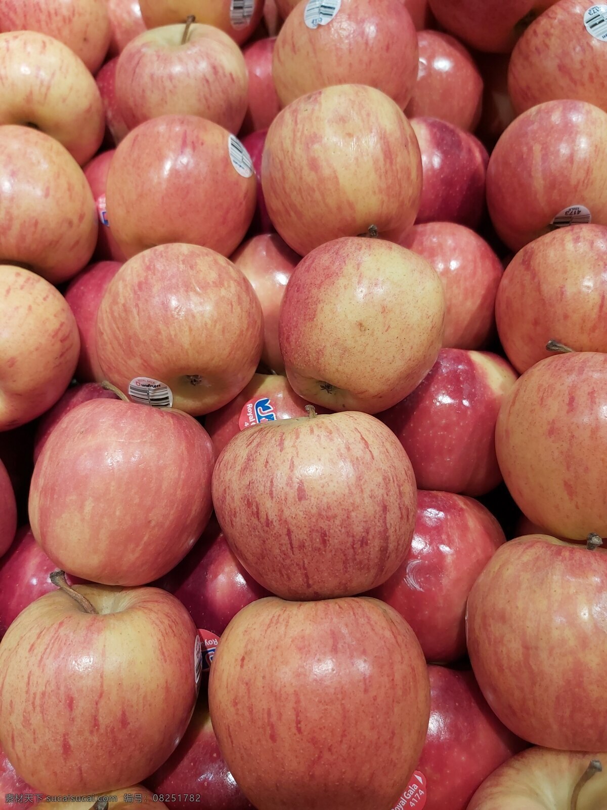 野生苹果 红富士 红苹果 夏苹果 丑苹果 嘎啦苹果 新鲜苹果 烟台苹果 富士苹果 水晶红富士 果园 生物世界 水果
